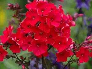 tall perennial flowers