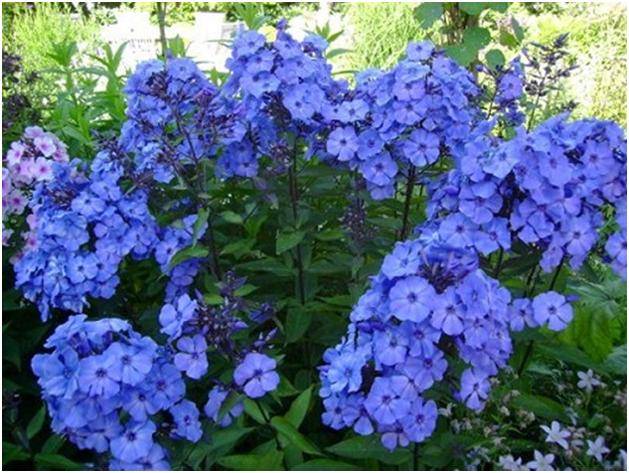 tall perennial flowers