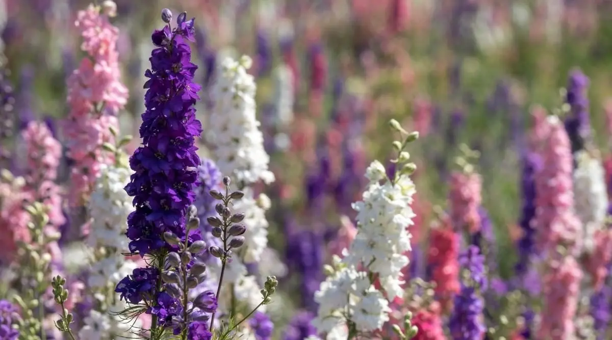 tall perennial flowers