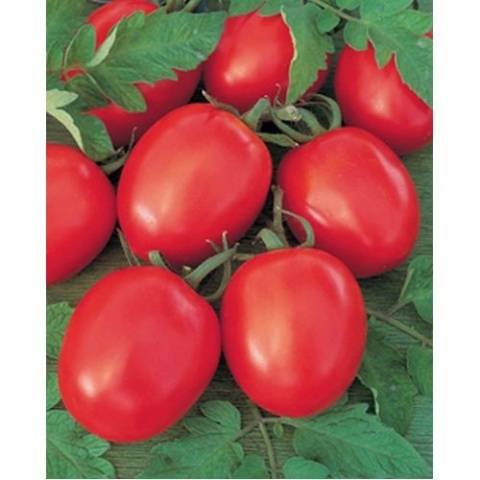 Tall tomatoes for greenhouses