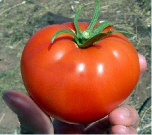 Tall tomatoes for greenhouses