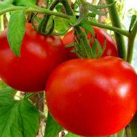 Tall tomatoes for greenhouses