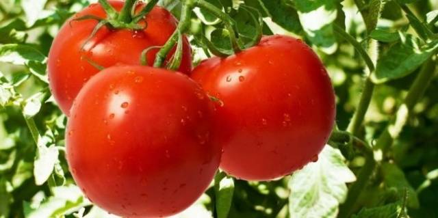 Tall tomatoes for greenhouses