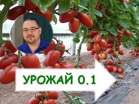 Tall tomatoes for greenhouses