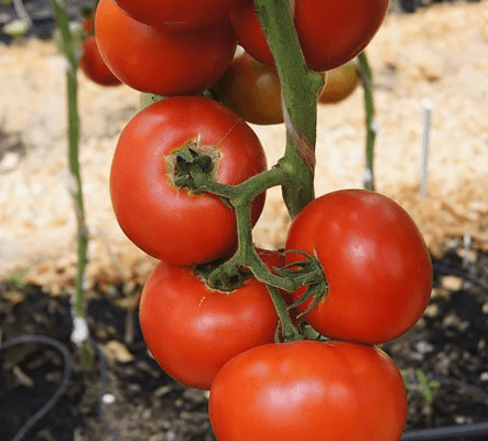 Tall tomatoes for greenhouses