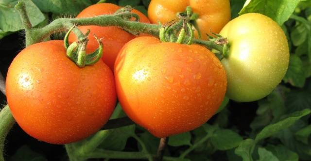 Tall tomatoes for greenhouses