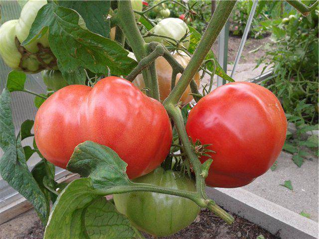 Tall tomatoes for greenhouses