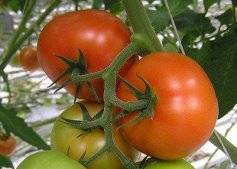 Tall tomatoes for greenhouses