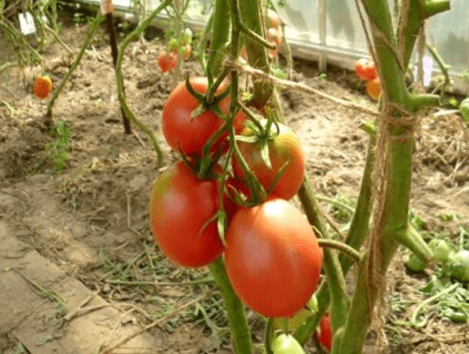 Tall tomatoes for greenhouses