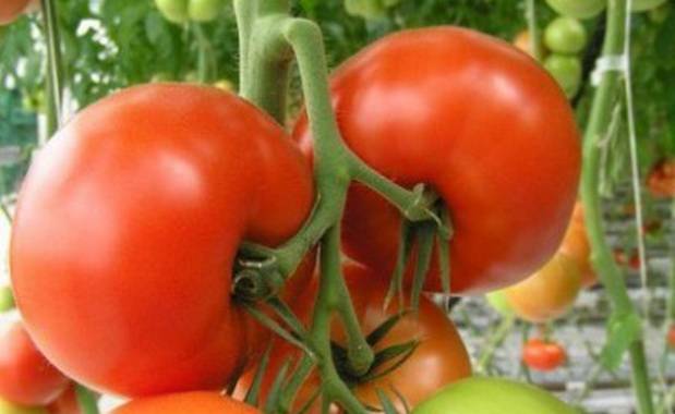 Tall tomatoes for greenhouses