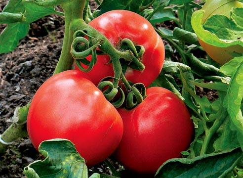 Tall tomatoes for greenhouses