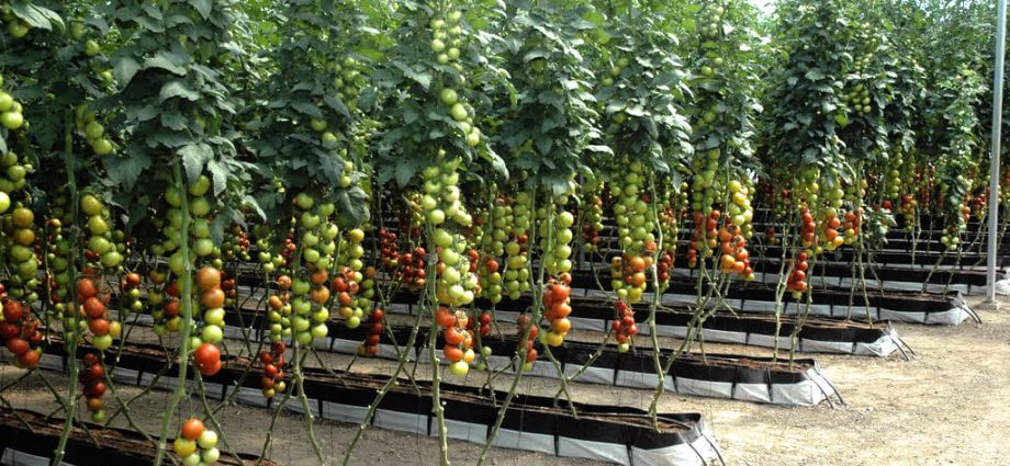 Tall tomatoes for greenhouses