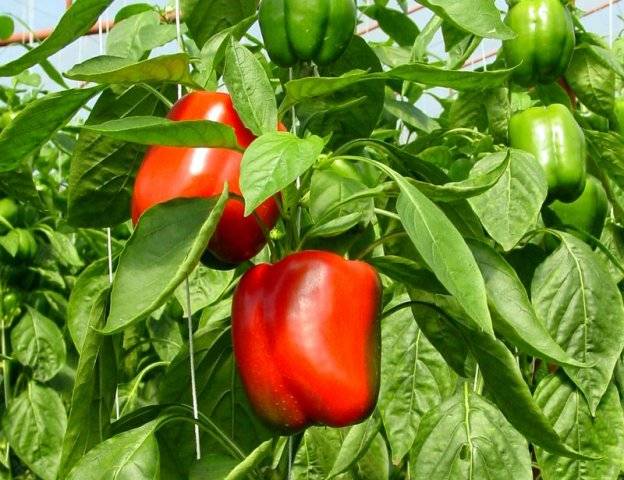 Tall varieties of sweet pepper