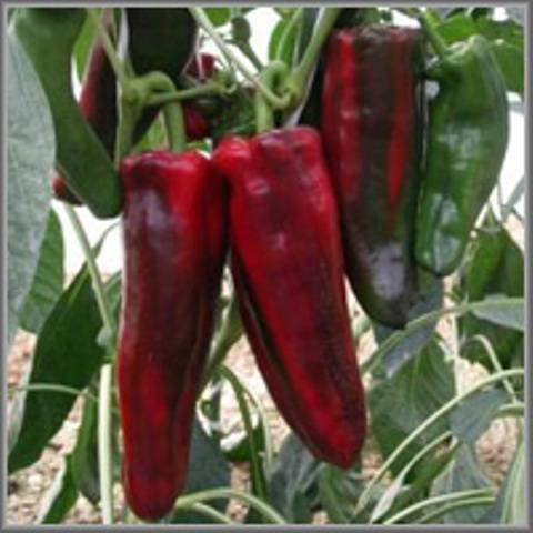 Tall varieties of sweet pepper