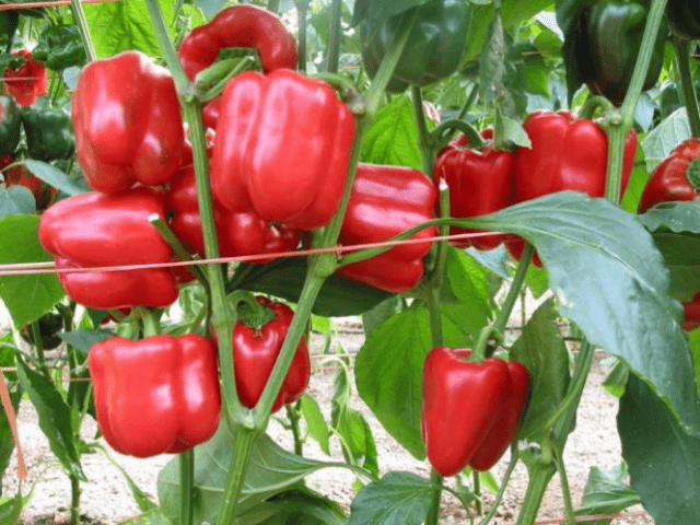 Tall varieties of sweet pepper