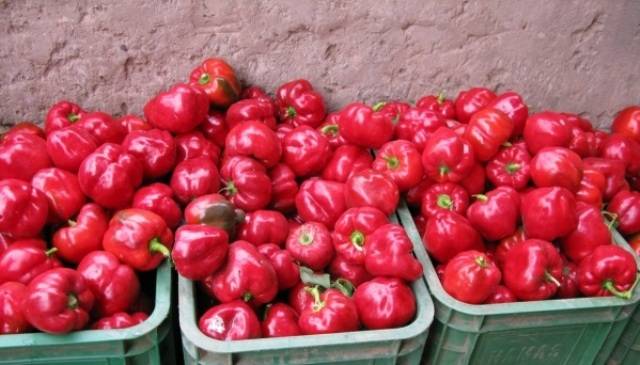 Tall varieties of sweet pepper