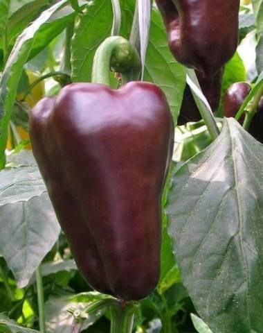 Tall varieties of sweet pepper