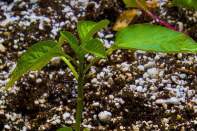 Tall varieties of sweet pepper