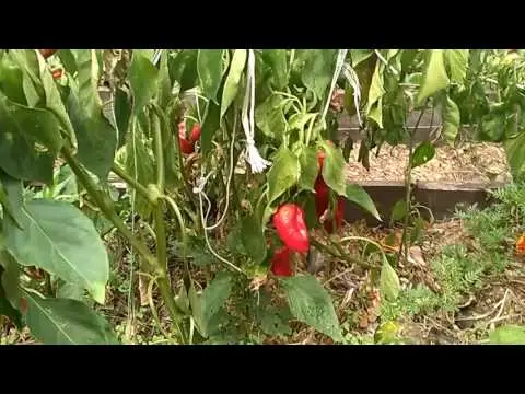 Tall varieties of sweet pepper