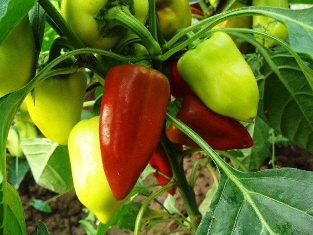 Tall varieties of sweet pepper