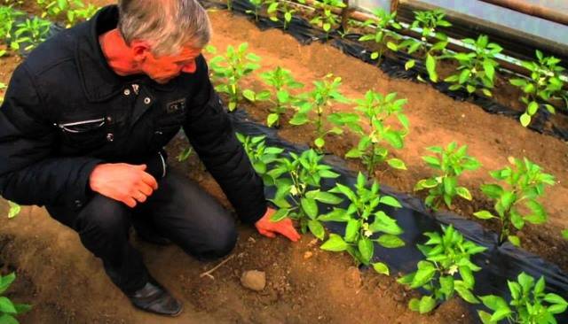 Tall varieties of sweet pepper