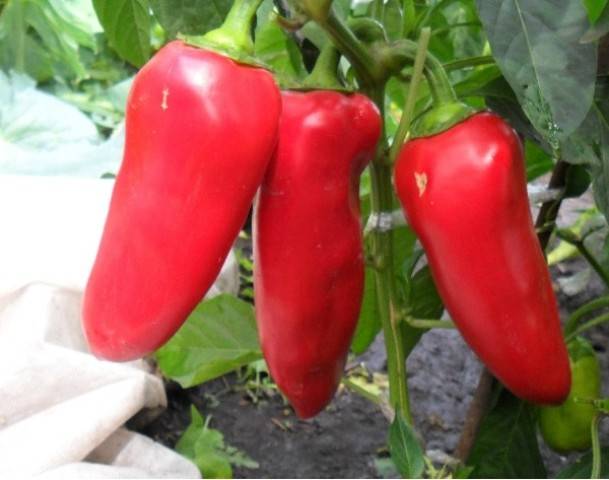 Tall varieties of sweet pepper