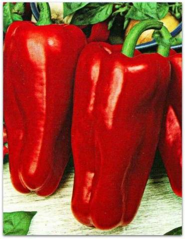 Tall varieties of sweet pepper