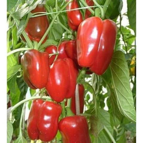 Tall varieties of sweet pepper