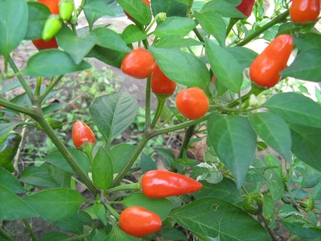 Tall varieties of sweet pepper