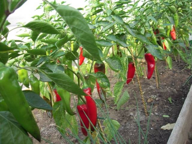 Tall varieties of sweet pepper