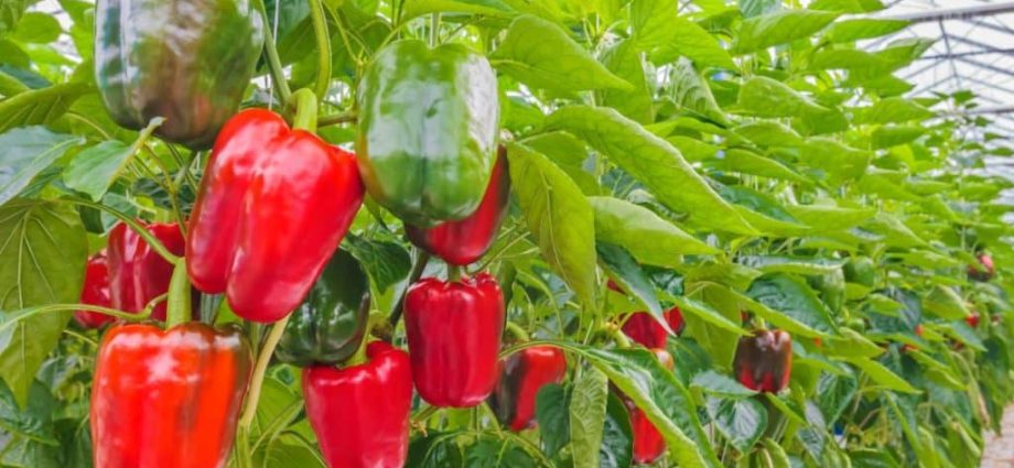 Tall varieties of sweet pepper