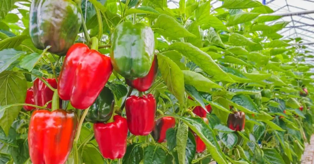 Tall varieties of sweet pepper