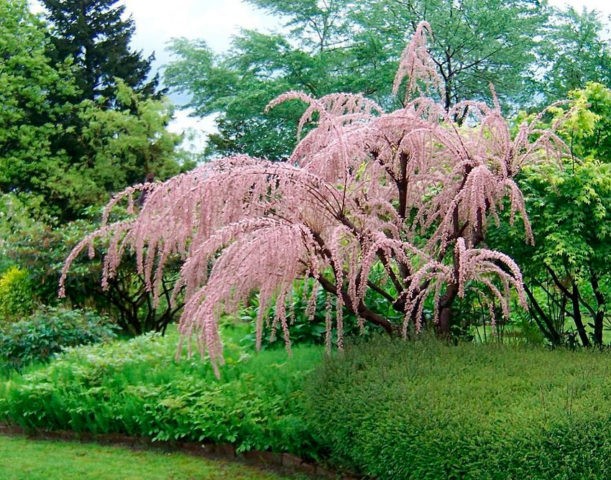 Tamariks: planting and care in the suburbs: reviews, varieties, growing features