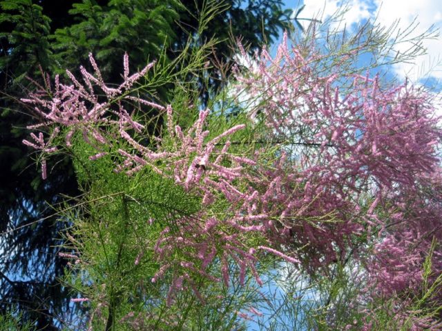 Tamariks: planting and care in the suburbs: reviews, varieties, growing features