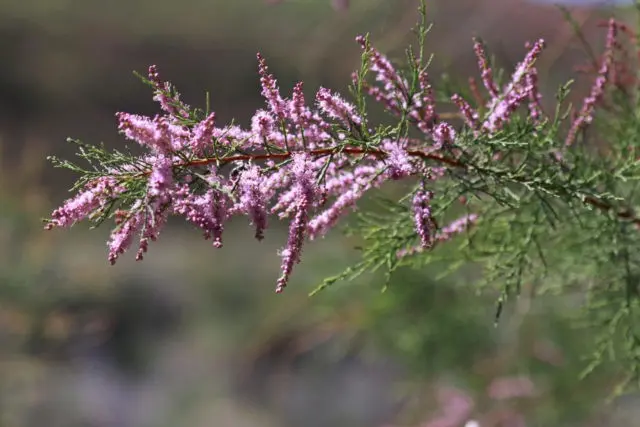 Tamariks: planting and care in the suburbs: reviews, varieties, growing features