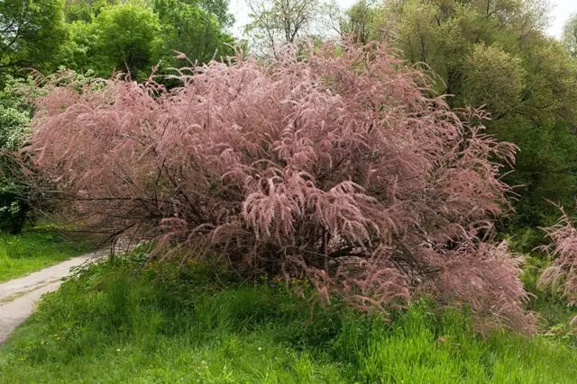 Tamariks: planting and care in the suburbs: reviews, varieties, growing features