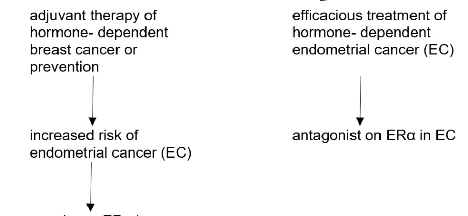 Tamoxifen &#8211; a hormonal drug in the treatment of breast and endometrial cancer