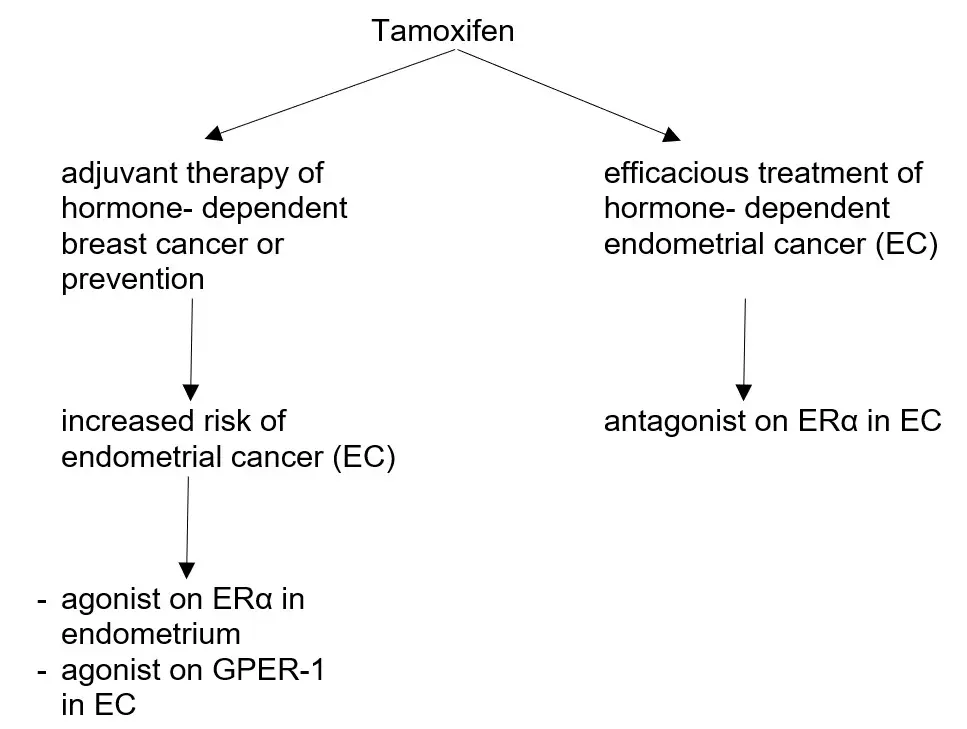 Tamoxifen &#8211; a hormonal drug in the treatment of breast and endometrial cancer