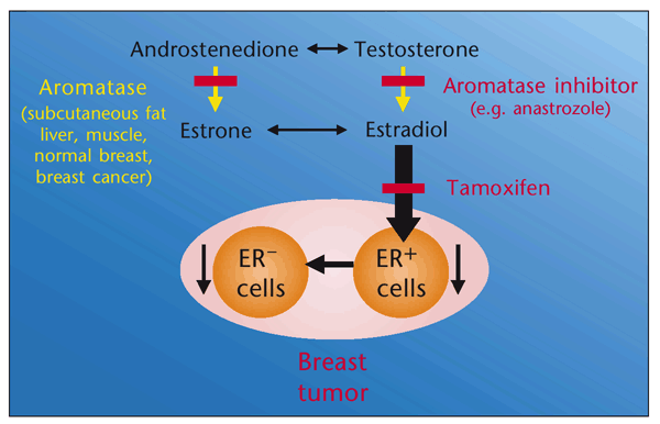 Tamoxifen Sandoz in the treatment of breast cancer. How does it work on the body?