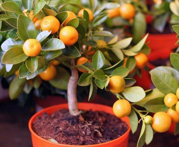 Tangerine tree at home: varieties, secrets of planting and caring for citrus crops + possible problems