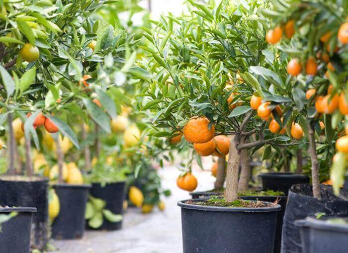 Tangerine tree at home: varieties, secrets of planting and caring for citrus crops + possible problems