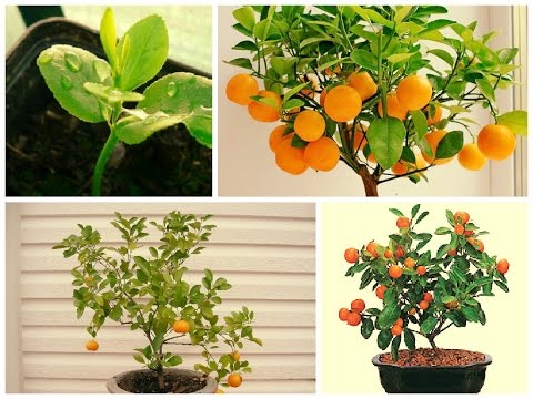 Tangerine tree at home: varieties, secrets of planting and caring for citrus crops + possible problems