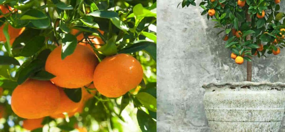 Tangerine tree at home: varieties, secrets of planting and caring for citrus crops + possible problems