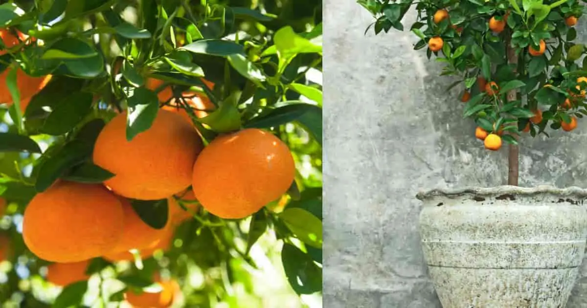 Tangerine tree at home: varieties, secrets of planting and caring for citrus crops + possible problems