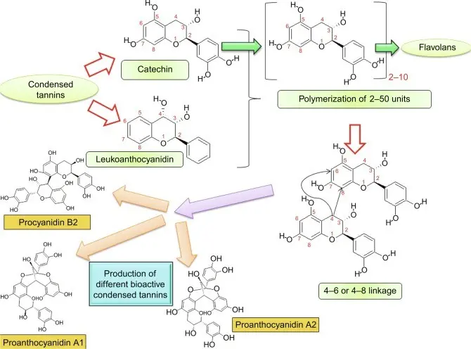 Tannins &#8211; action, occurrence