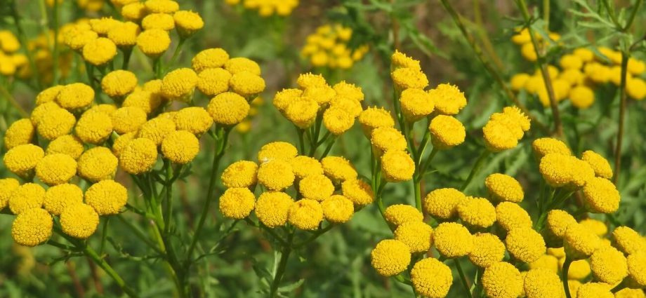 Tansy &#8211; characteristics, healing properties, application