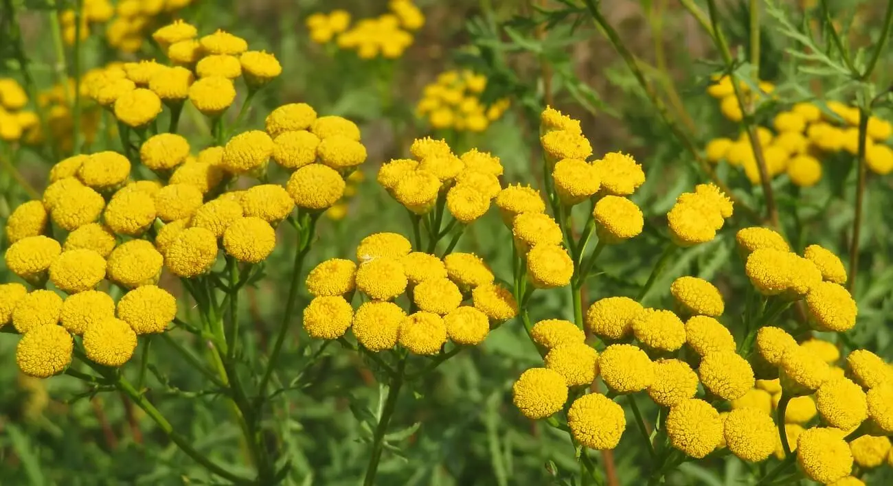 Tansy &#8211; characteristics, healing properties, application