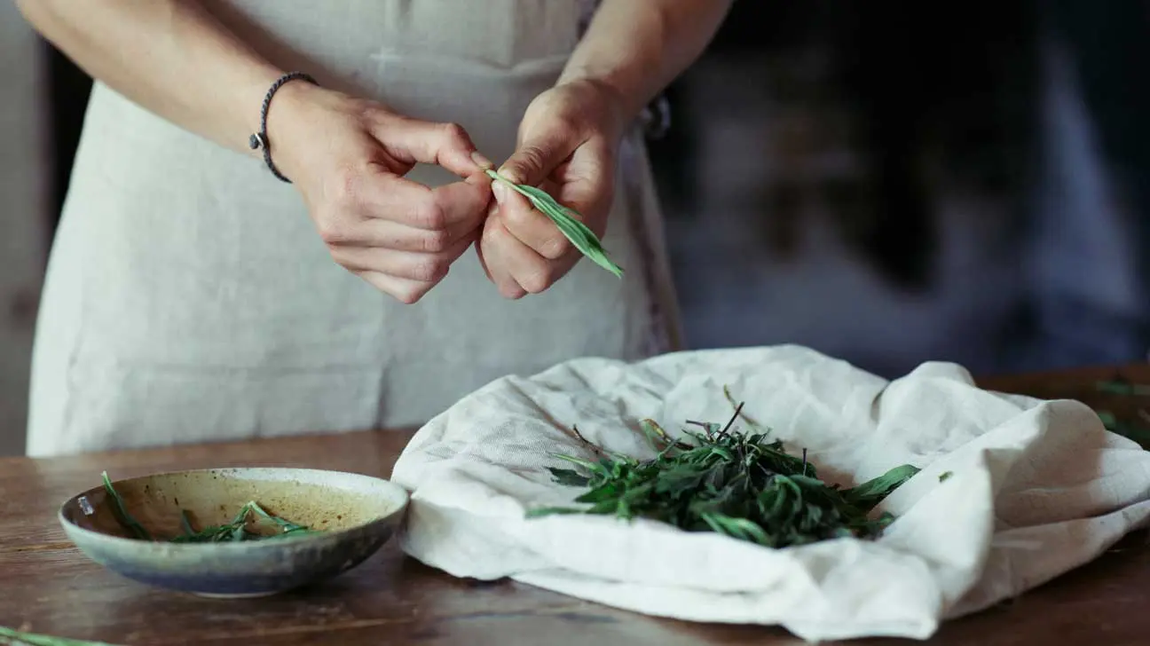 Tarragon &#8211; healing properties, use in the kitchen