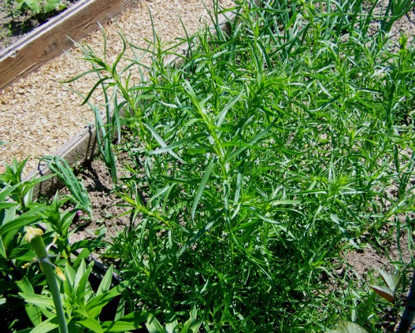 Tarragon: planting and care in the open field at their summer cottage