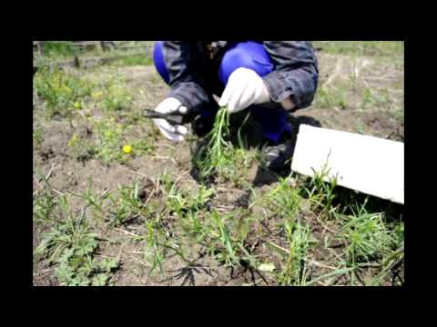 Tarragon: planting and care in the open field at their summer cottage